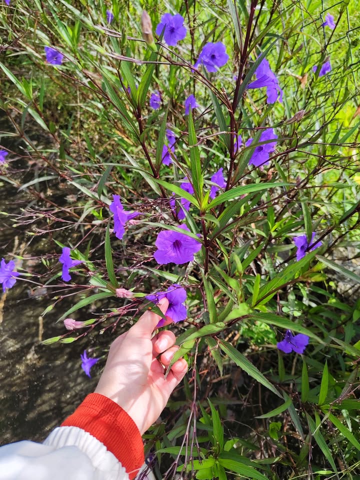 Đất thổ cư xã Hàm Liêm 100m² giá 660 triệu - Đầu tư sinh lời ngay!