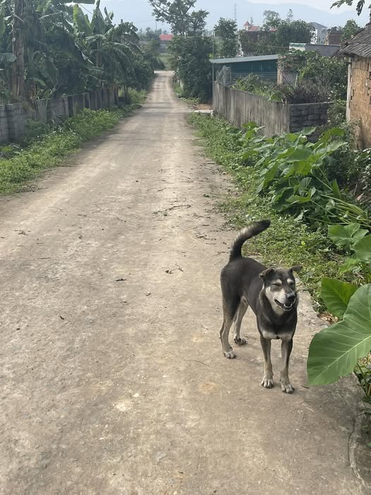 Đất Nghi Kiều 161m² giá chỉ 600 triệu - Cơ hội vàng đầu tư!