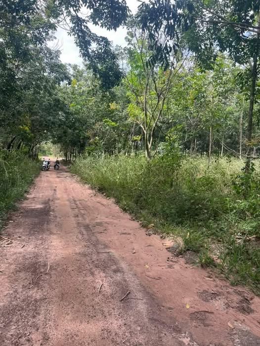 Đất nền 1 héc tại xã An Phú, Hớn Quản giá 1 tỷ - Cơ hội đầu tư hấp dẫn!