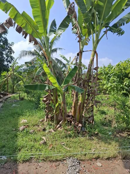 Đất thổ cư Chợ Lách 850m² giá 430 triệu - Sở hữu ngay!