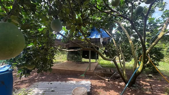 Vườn bưởi 2.011m² tại xã Dầu Giây - Giá chỉ 1.2 tỷ, sổ hồng riêng!