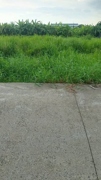 Đất thổ cư 720m² tại Phường 5, TP Tân An - Giá chỉ 1.8 tỷ, hướng Đông, thích hợp làm nhà vườn!