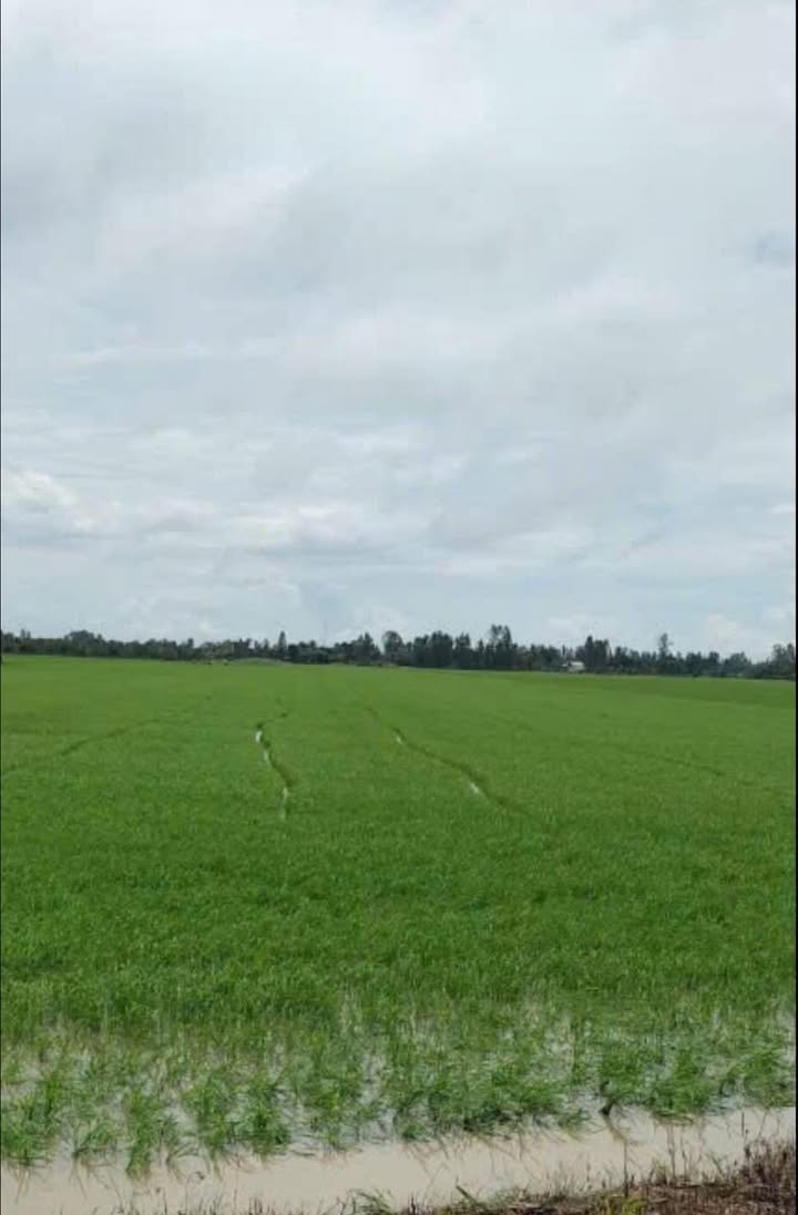 Đất ruộng 60,000m² tại xã Thới Tân, huyện Thới Lai, giá 576 triệu - Cơ hội đầu tư hấp dẫn!