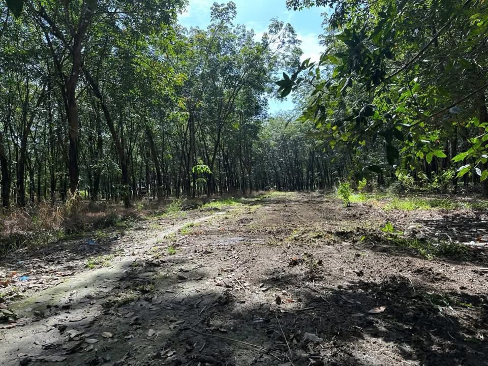 Đất thổ cư 200m² mặt tiền đường tại Tân Tiến Bù Đốp - Giá chỉ 690 triệu!