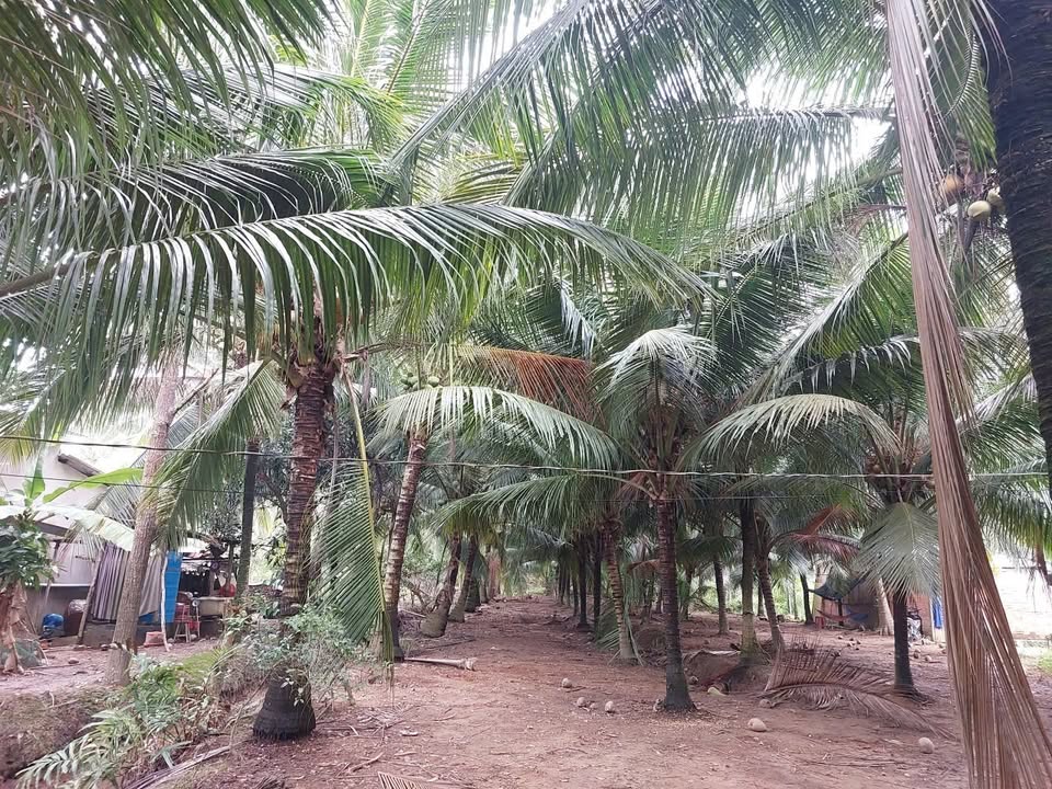 Đất vườn dừa An Hiệp Bến Tre 15.000m² giá 2.16 tỷ - Đầu tư lý tưởng!