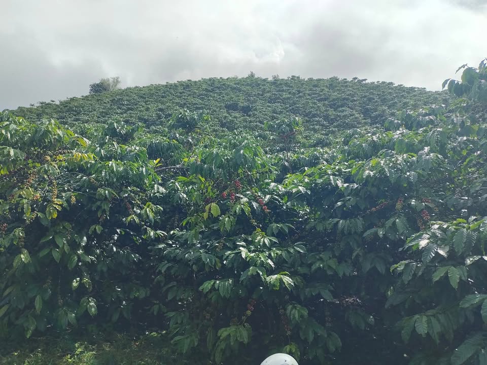 Đất vườn Lộc Đức 23.000m² giá 792 triệu - Cơ hội đầu tư tuyệt vời!