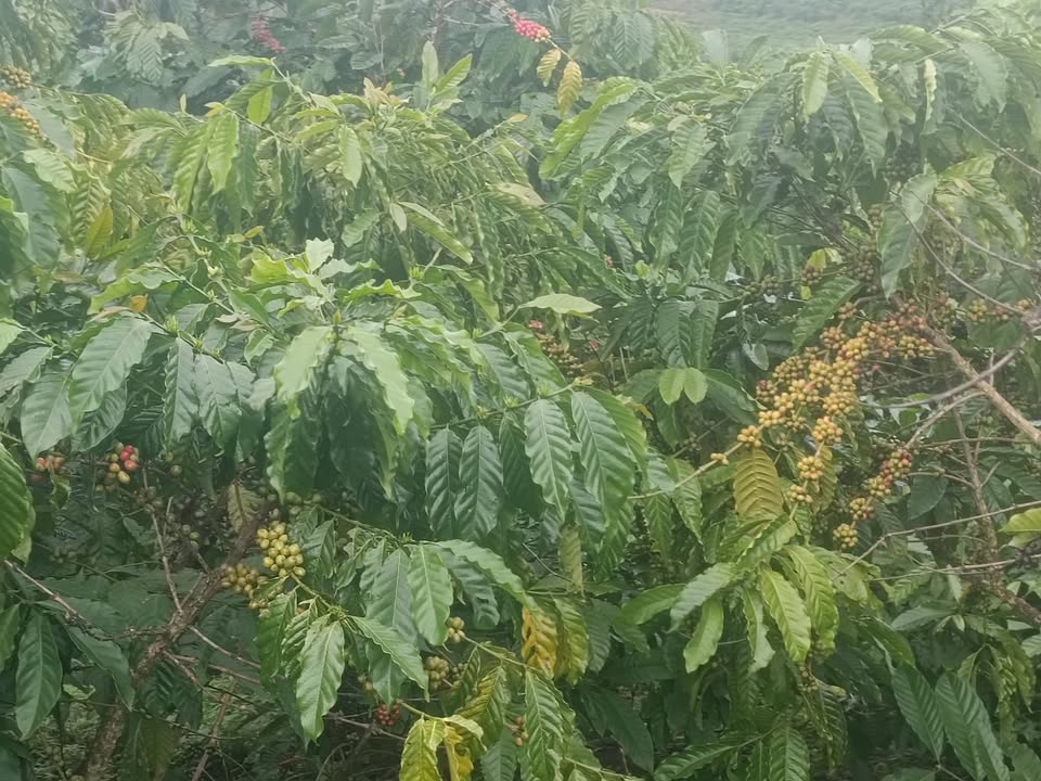 Đất vườn cafe 2.4ha tại Lộc Ngãi, Bảo Lâm - Giá chỉ 921.6 triệu VND, đầu tư sinh lời