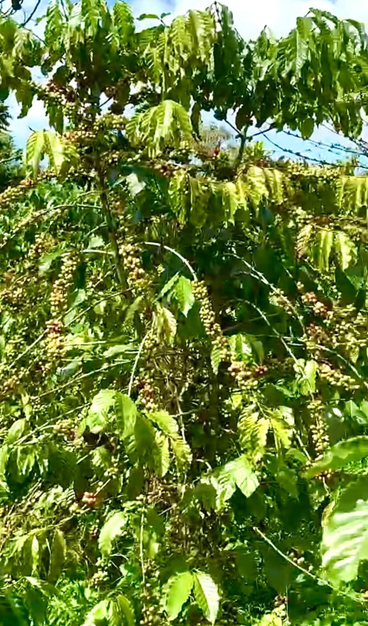 Đất nông nghiệp Lộc Bắc Bảo Lâm 21,600m² giá 1.8 tỷ - Sổ đỏ chính chủ, chất đất đỏ màu mỡ!