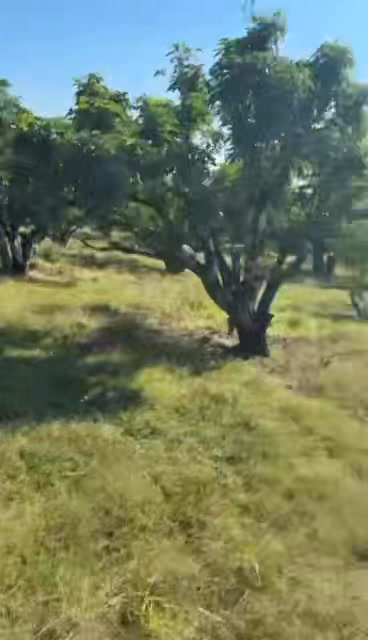 Mảnh vườn tại xã Kiên Lao, Lục Ngạn 4060m² giá 1.9 tỷ - Địa thế 3 mặt tiền lý tưởng!