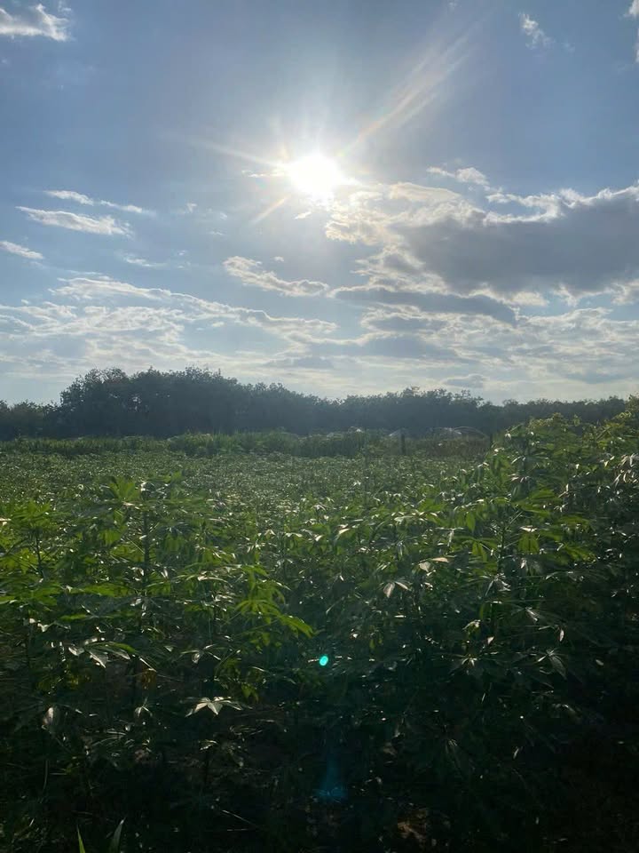 Đất nền 2 mặt tiền Ninh Lợi, Tây Ninh 1000m² giá 550 triệu - Cơ hội đầu tư tuyệt vời!