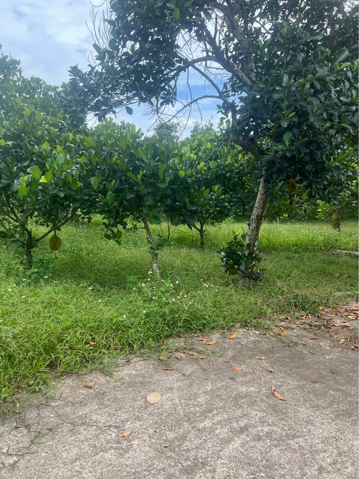 Đất nền 1000m² phường Bình Lộc, Long Khánh chỉ 1.1 tỷ - Pháp lý rõ ràng!