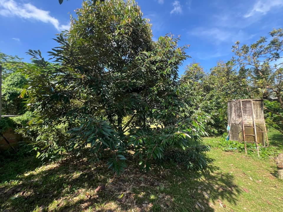 Đất vườn xã Xuân Bảo, Cẩm Mỹ, Đồng Nai 7000m² - Giá tốt cho đầu tư!