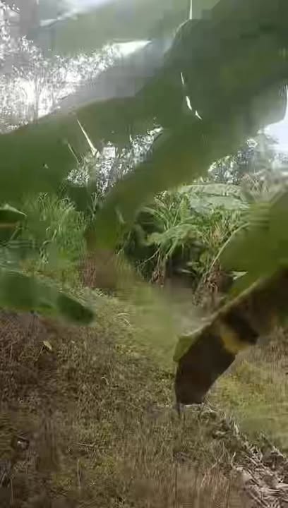 Đất Bàu Chinh, Châu Đức 27,000m² giá 3.6 tỷ - Cơ hội đầu tư hấp dẫn!