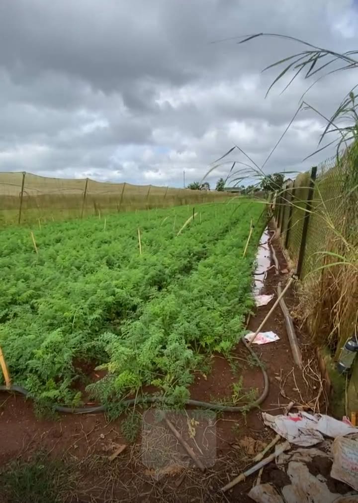 Đất nền thôn Suối Thông B, Đạ Ròn 250m² giá 820 triệu - Sổ đỏ chính chủ