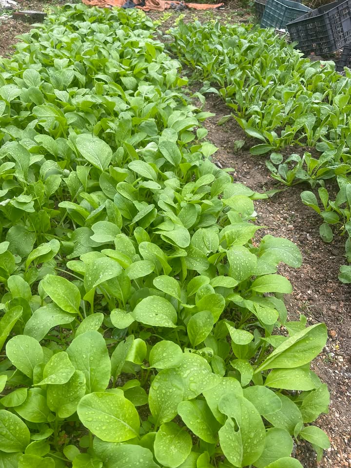 Đất nền Quang Hanh 140m² giá rẻ - Pháp lý sổ đỏ chính chủ