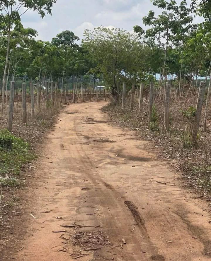 Đất tổ 1, phường Ngô Mây, TP Kon Tum 250m² giá 110 triệu - Cơ hội đầu tư tuyệt vời!