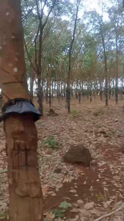 Đất cao su 20.000m² xã Ia O, giá thỏa thuận - Đường đẹp, pháp lý rõ ràng