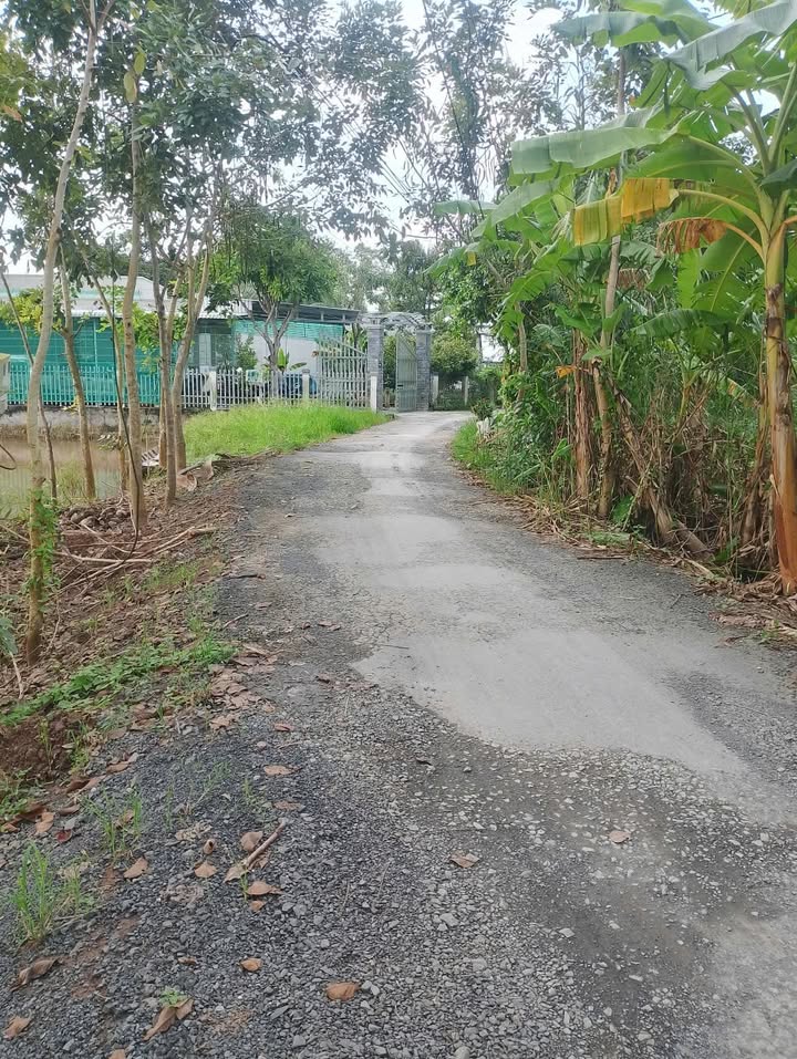 Đất lúa 5 công xã Phú Long, Châu Thành, Đồng Tháp giá chỉ 1.8 tỷ - Cơ hội đầu tư hấp dẫn!