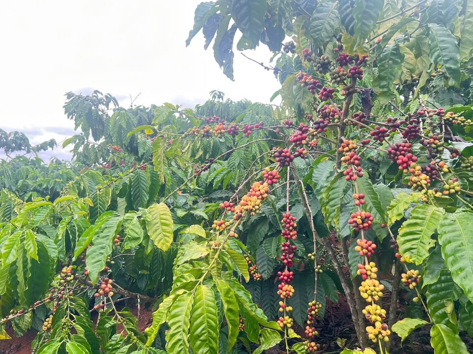 Đất thổ cư 20,000m² tại Thôn Hai Bà Trưng, Nam Hà - Giá 9 tỷ, mặt tiền 5m