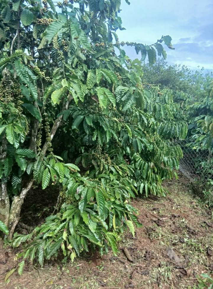 Đất nền Liên Hà 18.000m² giá 3 tỷ - Sổ đỏ chính chủ, pháp lý rõ ràng!