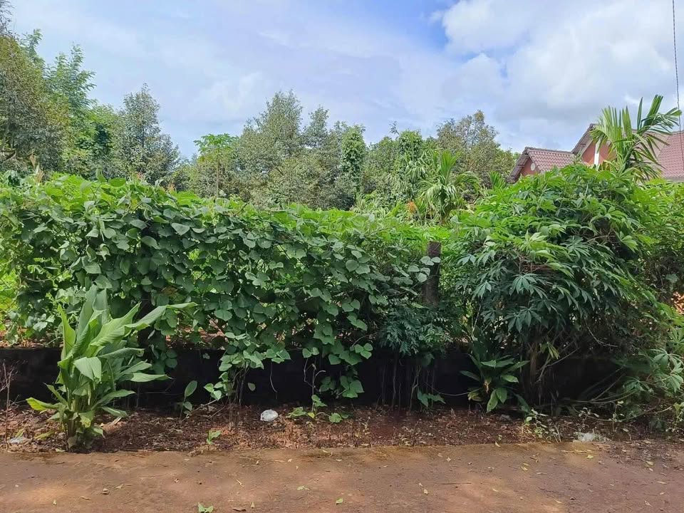 Đất nền Ea Knuếc 175m² giá 375 triệu - Đầu tư sinh lời ngay!