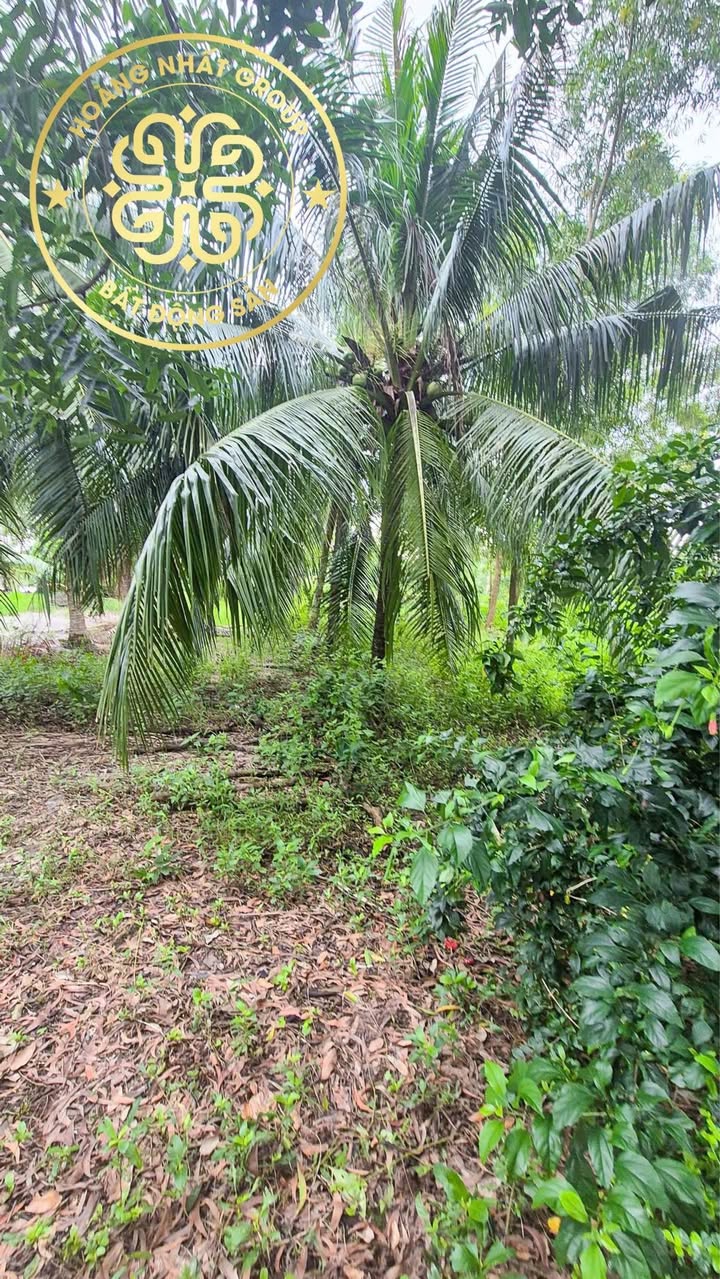 Đất vườn Hòa Thành, Cà Mau 509.2m² giá 48 triệu/m ngang - View sông thoáng mát!