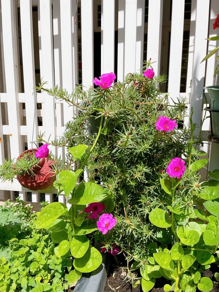 Nhà nguyên căn cho thuê tại Phan Thiết, 2 tầng giá 8 triệu - Phù hợp làm trung tâm dạy thêm!