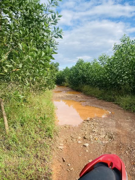 Đất Farm Phong Mỹ, Phong Điền 10,000m² - Cơ hội đầu tư hấp dẫn!