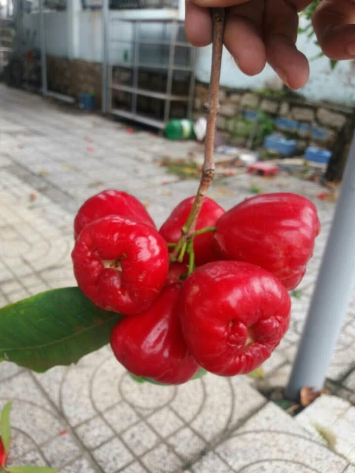 Nhà đẹp tại Tam Phước, Long Điền 166m² giá 1.65 tỷ - Cần bán gấp!