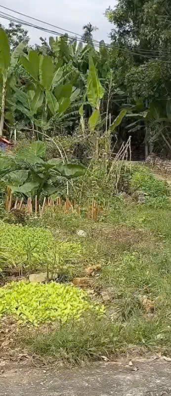 Đất thổ cư Đông Cương 77.6m² giá chỉ 800 triệu - Cơ hội không thể bỏ lỡ!