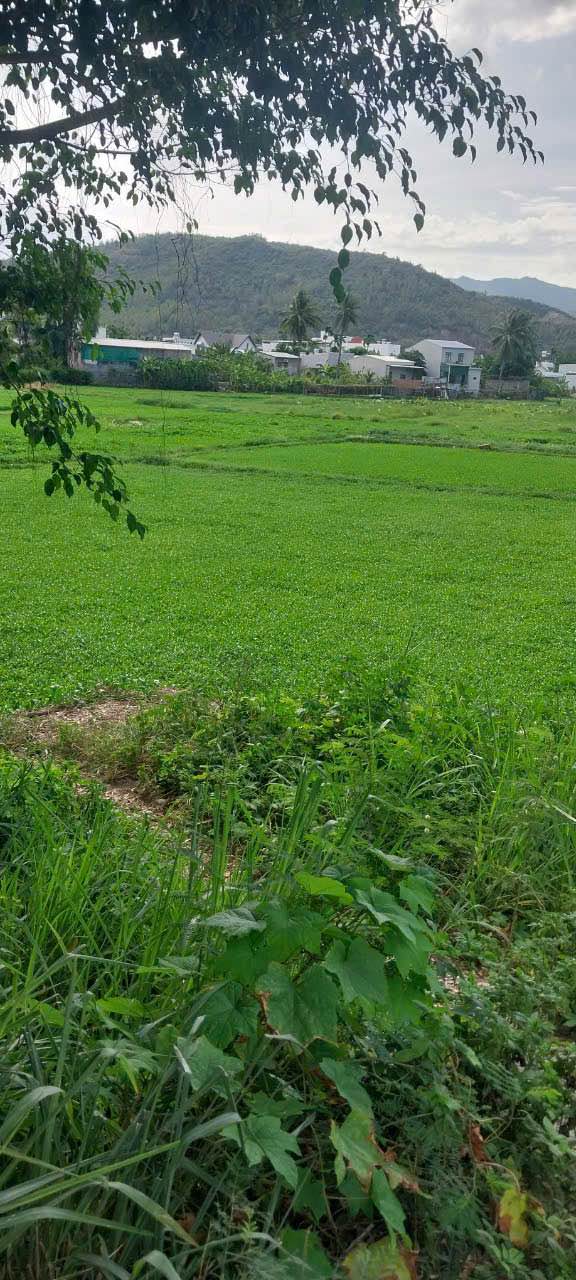 Đất dịch vụ 1250m² tại Nam Nha Trang - Giá chỉ 3.75 tỷ, có thương lượng!