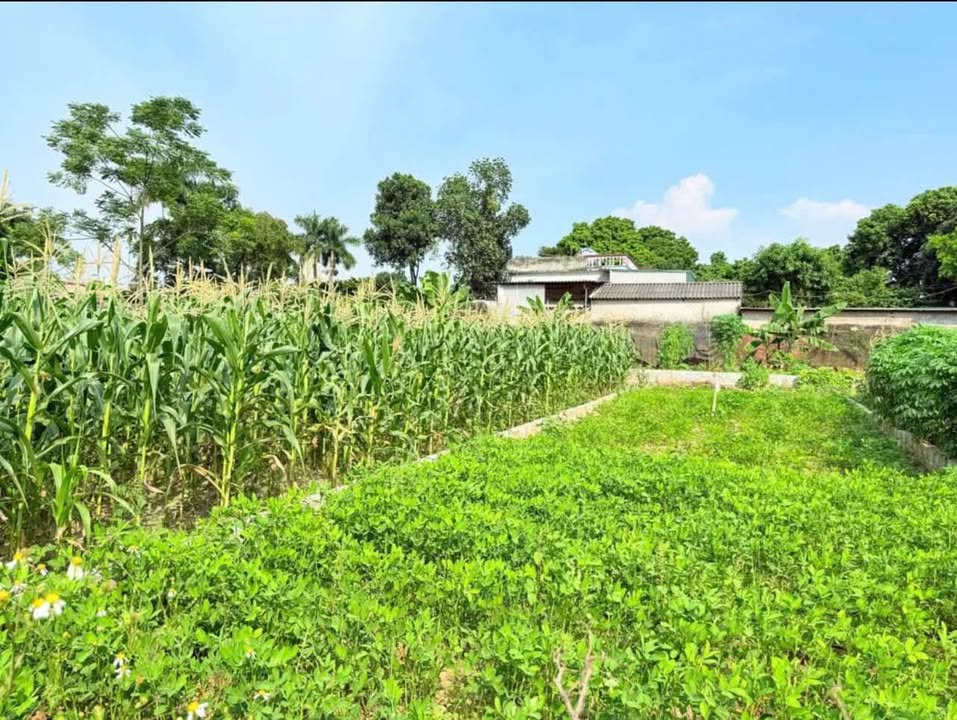 Đất Nền Nhuận Trạch Lương Sơn Hòa Bình 300m² giá 2 tỷ - Đầu tư sinh lời hấp dẫn!