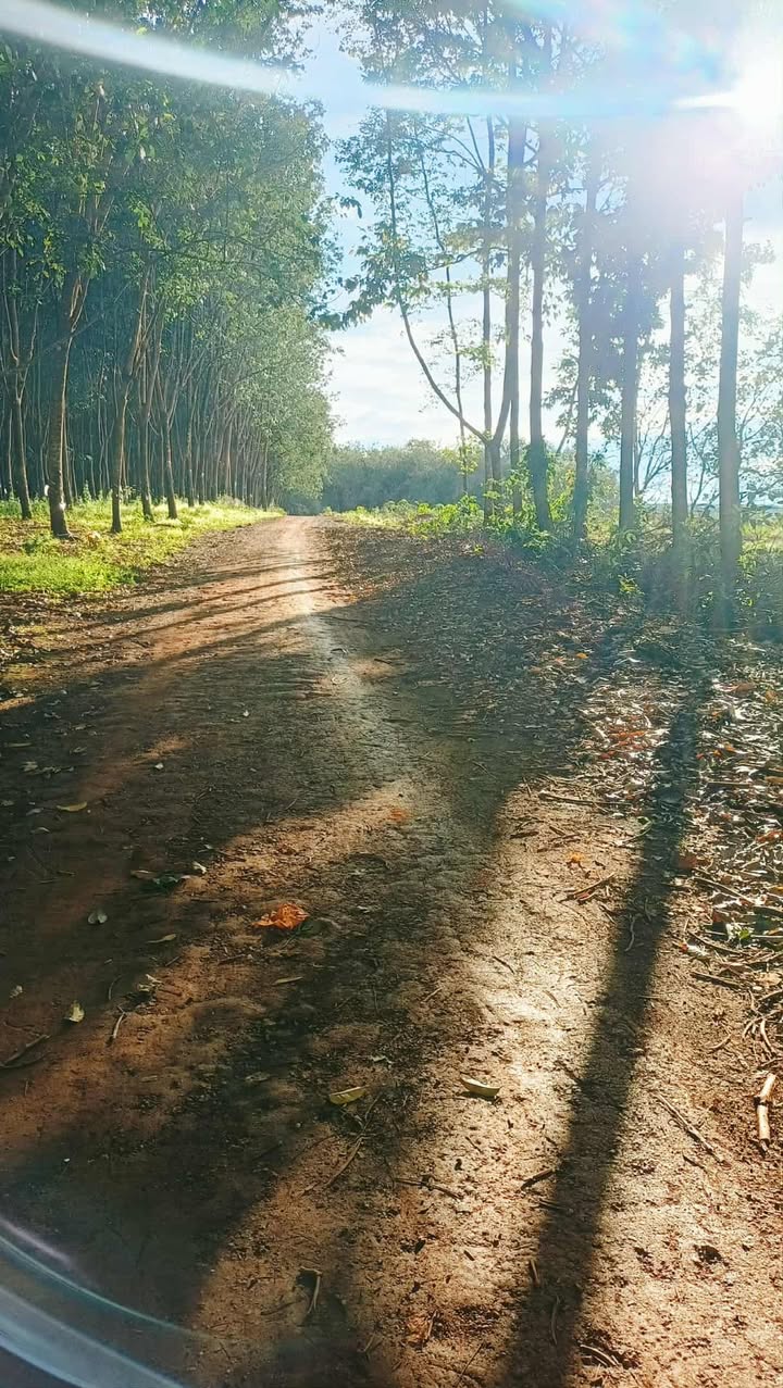 Đất nền Tân Hưng Đồng Phú 1ha giá 2.15 tỷ - Đầu tư sinh lời ngay khu dân cư!