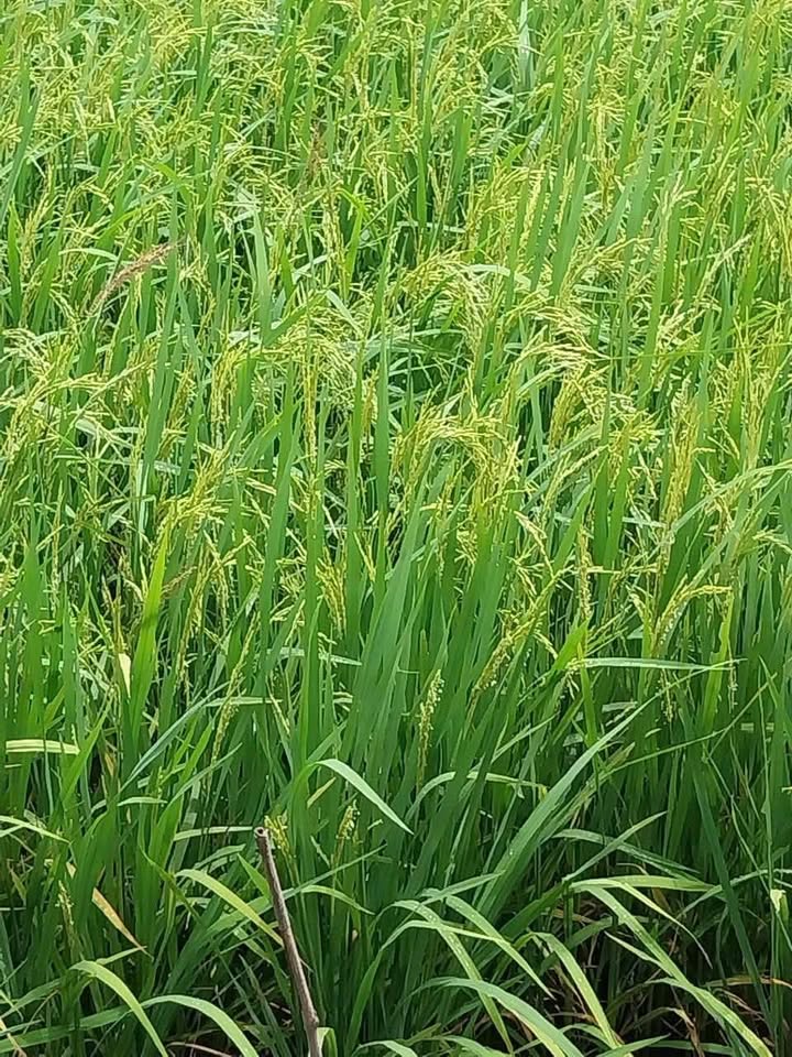 Đất ruộng cho thuê tại xã Hòa Tân, huyện Châu Thành - Diện tích 7500m² chỉ 50 triệu/năm!