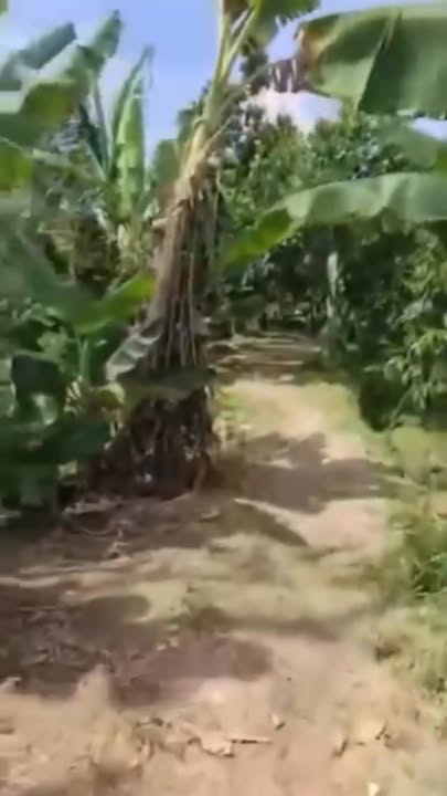 Farm sầu riêng 5,8 công tại Hậu Mỹ Phú, Tiền Giang - Chỉ 630 triệu, cơ hội đầu tư tuyệt vời!