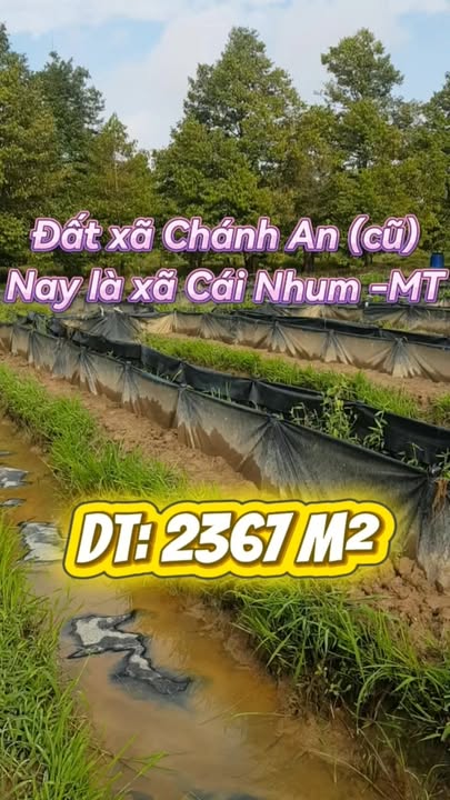 Đất mặt tiền DT903, Cái Nhum, 2367m² giá 4.5 tỷ - Thương lượng mạnh, đầu tư sinh lời!