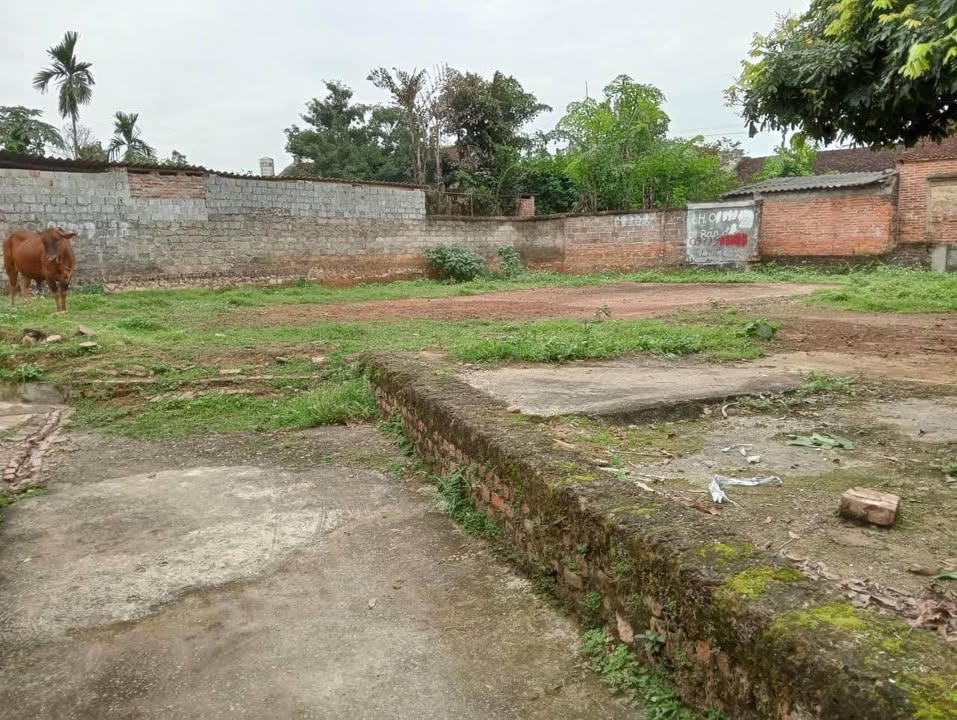 Đất thổ cư 300m² tại Đông Yên, Quốc Oai, Hà Nội - Đầu tư sinh lời hấp dẫn!