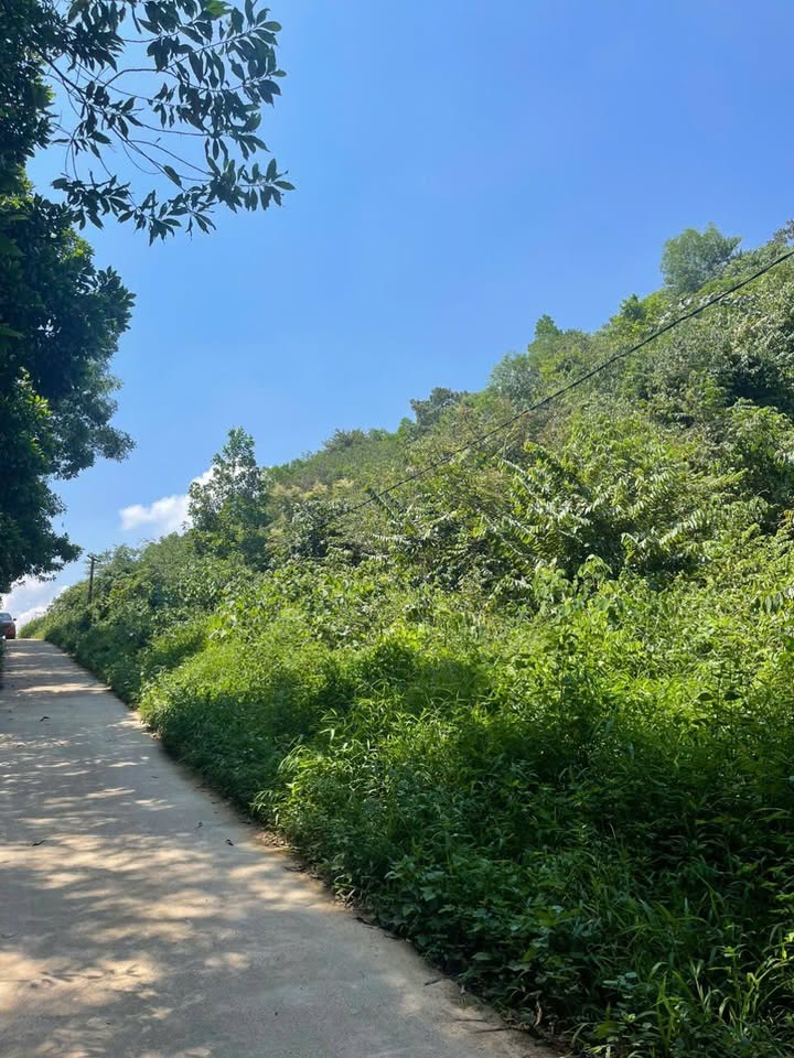 Đất rừng Minh Lập 8800m² giá 500 triệu - Đầu tư tiềm năng cao!