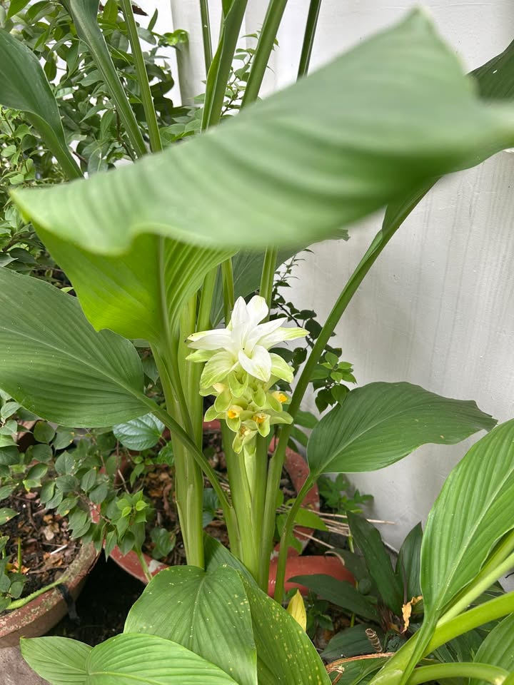 Đất mặt tiền đường số 1, P An Khánh, Thủ Đức 328m² - Tiềm năng đầu tư lớn!