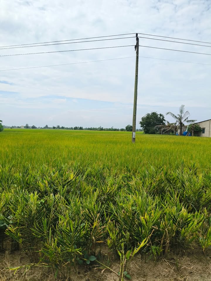 Đất nền mặt tiền kênh tại xã Gia Thuận, Gò Công Đông, 2474m² - Cơ hội đầu tư tuyệt vời!