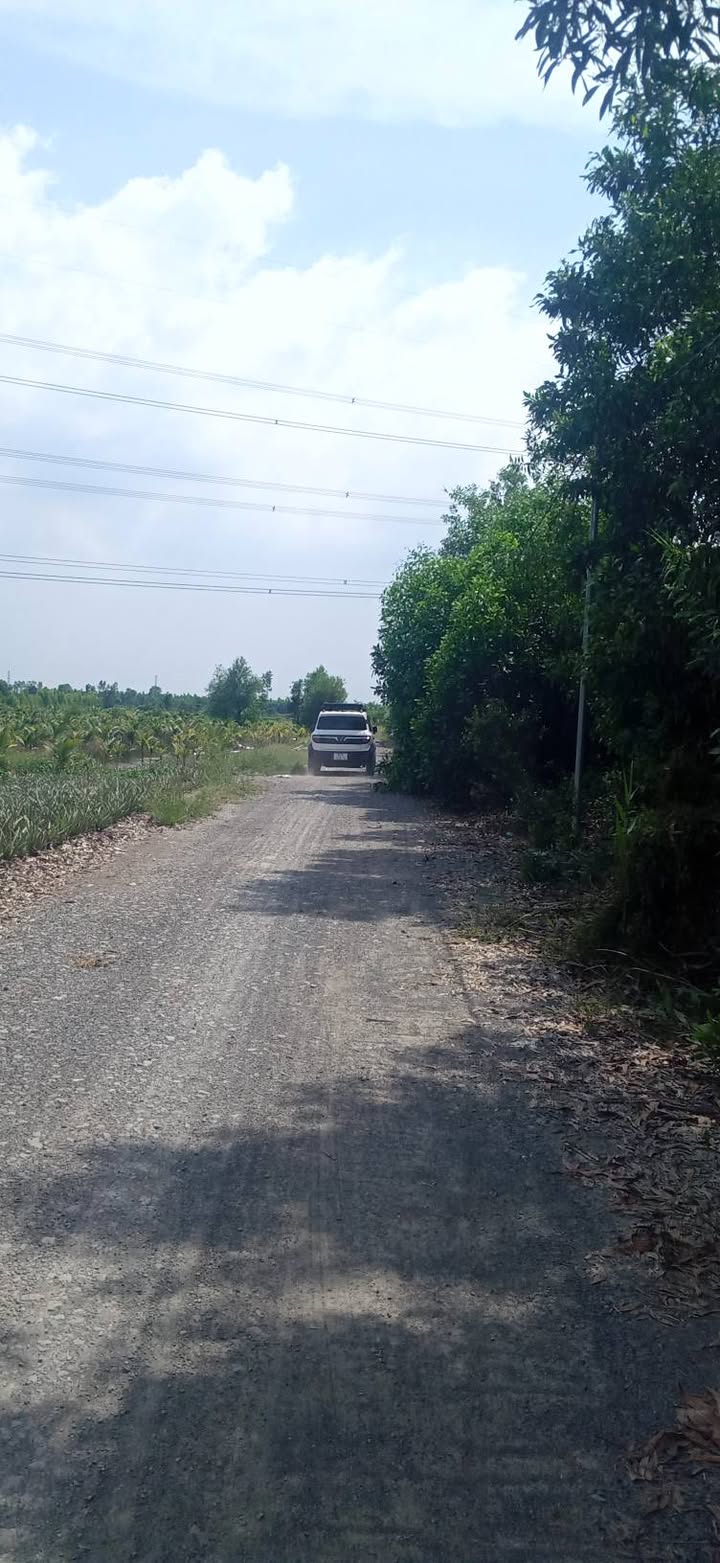 Lô đất Farm 21.769m² tại Thạnh Lợi, Bến Lức chỉ 5.5 tỷ - Đầu tư sinh lời cao!