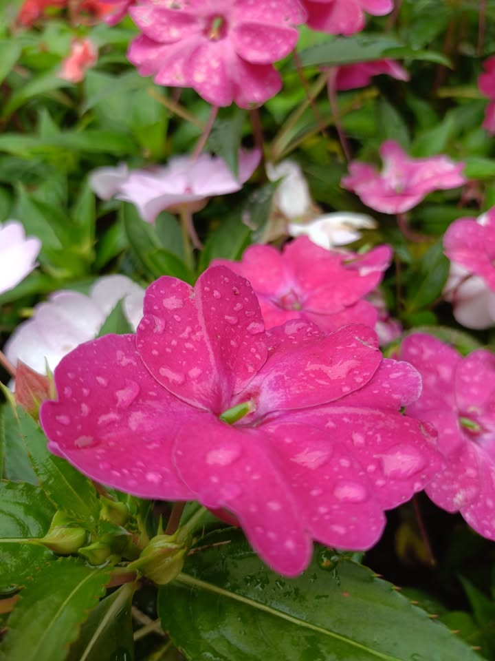 Đất thổ cư Bảo Lâm 2880m² giá 2.52 tỷ - Pháp lý rõ ràng, đầu tư lý tưởng!