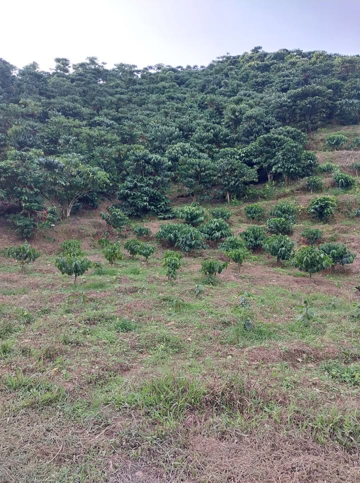 Đất nền thôn 10 Đại Lào 5000m² giá 1.8 tỷ - Cơ hội đầu tư hấp dẫn!