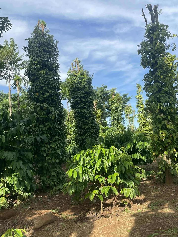 Đất nền 1.5ha tại Quảng Hiệp, Cư M'gar - Giá 4.14 tỷ, vị trí đẹp!