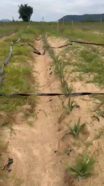 Đất vườn 2100m² thôn Nam Giang, Tây Giang - Giá chỉ 220 triệu, sẵn sàng đầu tư!