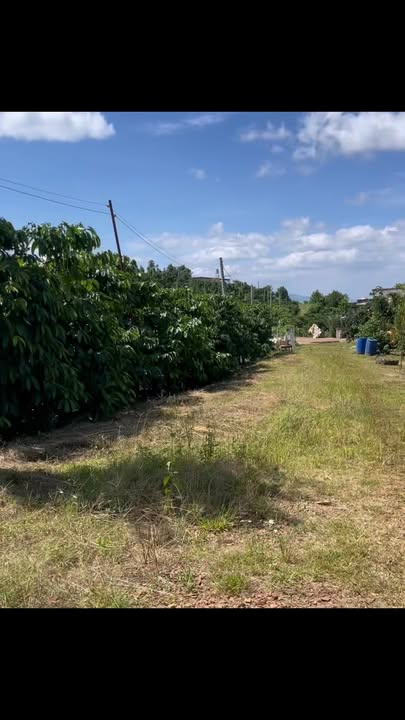 Lô đất 1ha66 Hòa Trung, Di Linh giá 5,5 tỷ - Sổ đỏ đầy đủ, vị trí đẹp!