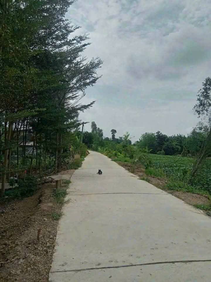 Đất nền Lấp Vò 1009m² giá 1.3 tỷ - Đầu tư sinh lời ngay!