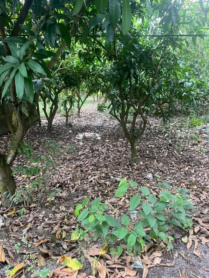 Đất vườn 1100m² tại TT Mỹ Thọ, Đồng Tháp - Giá chỉ 1.6 tỷ, thương lượng ngay!