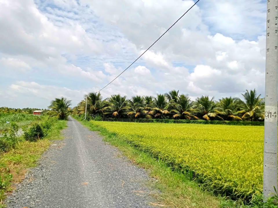 Đất cây lâu năm Gò Công Tây 1.685m² giá 1.7 tỷ - Đầu tư sinh lời ngay!