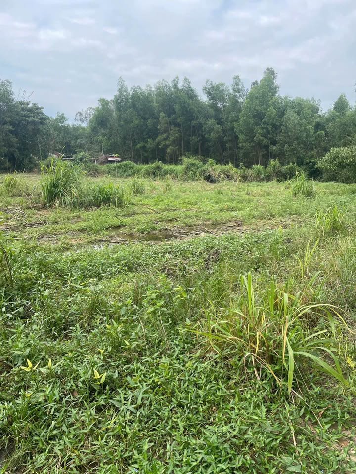 Đất vườn Tịnh Trà 580m² giá 320 triệu - Tiềm năng phát triển gần trung tâm